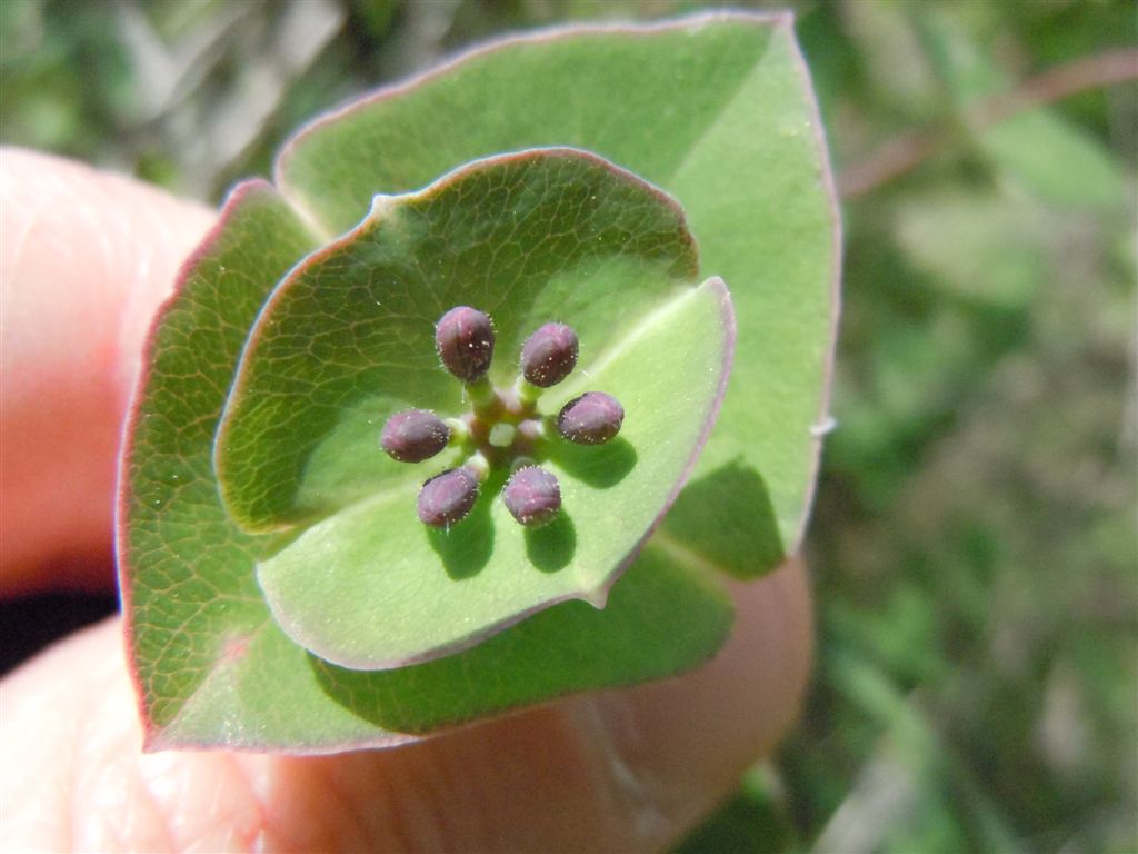 Lonicera implexa